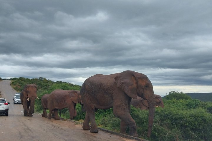 7-Day Garden Route & Wild Coast Cape Town to Durban Tour - Photo 1 of 14